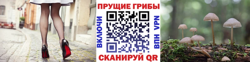 KRAKEN как войти  купить наркотики сайты  Челябинск  Галлюциногенные грибы Cubensis 